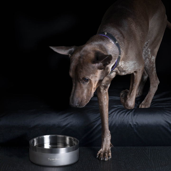 Buster + Punch Stainless Steel Dog Bowl, Brass or Gun Metal Pet Buster + Punch